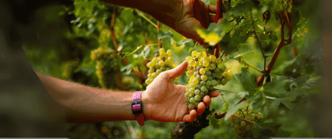 Domaine du Paradis