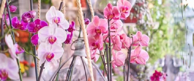 Thalie Fleurs